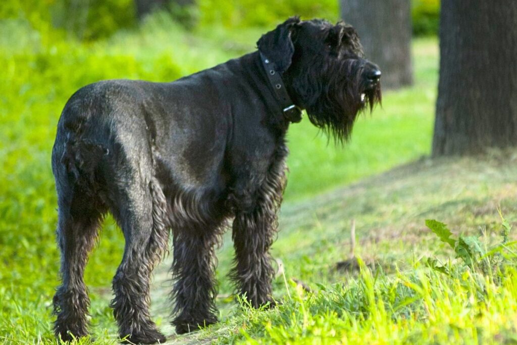 chiens de garde hypoallergéniques
