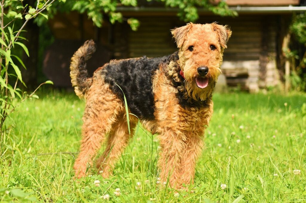 chiens de chasse hypoallergéniques
