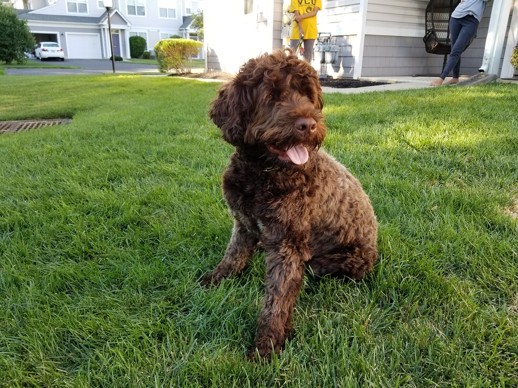 races de chiens hypoallergéniques