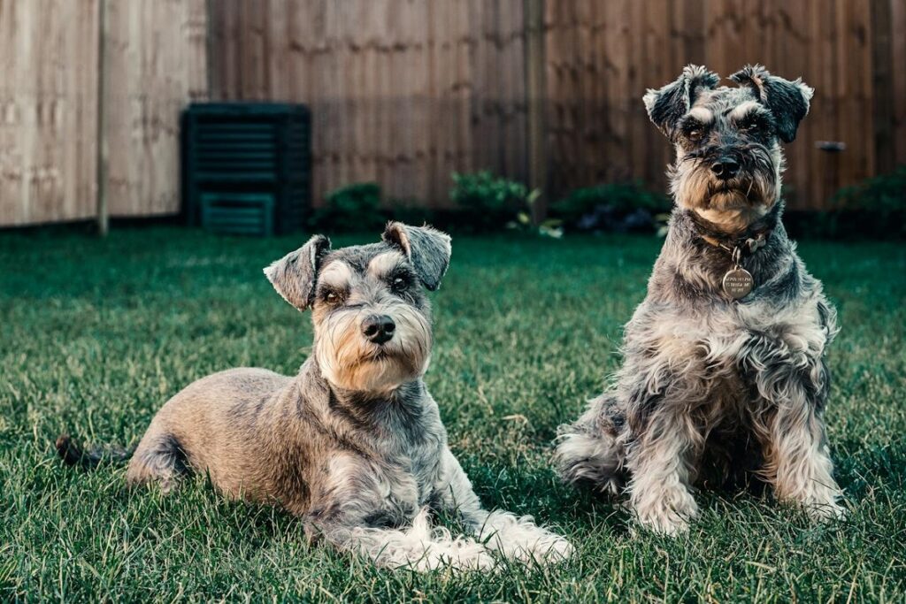 chiens hypoallergéniques de taille moyenne
