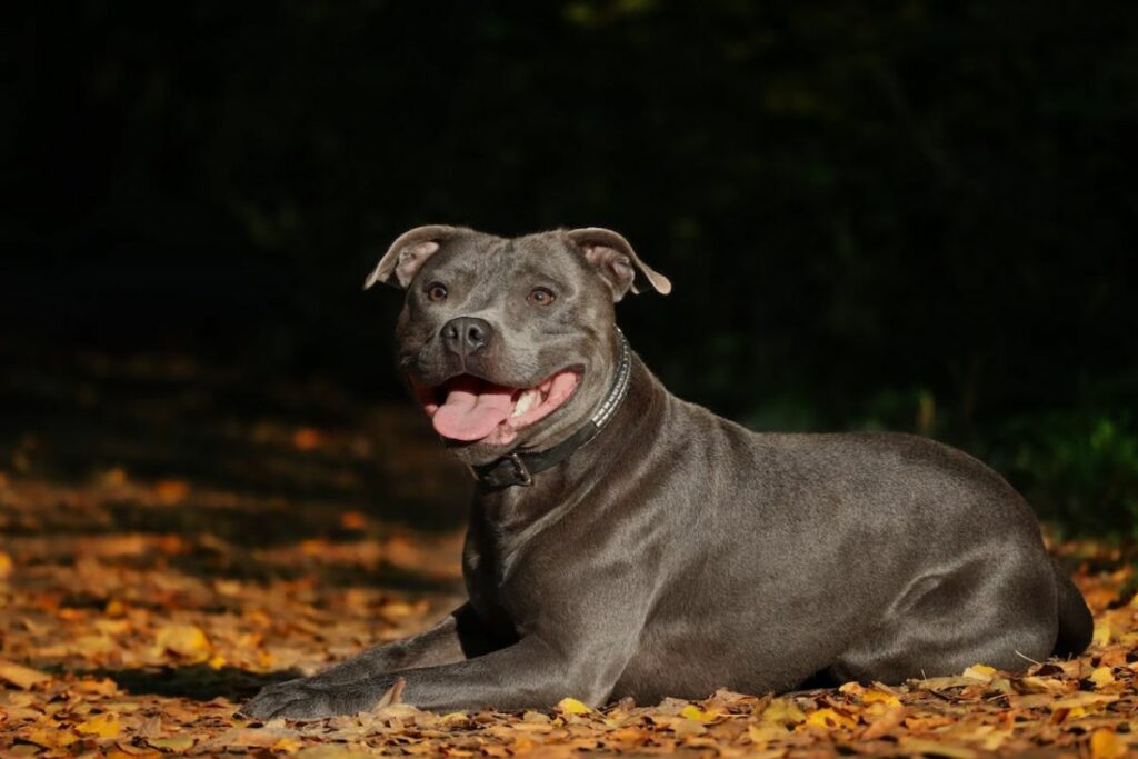 est-ce qu'un pitbull est un bouledogue