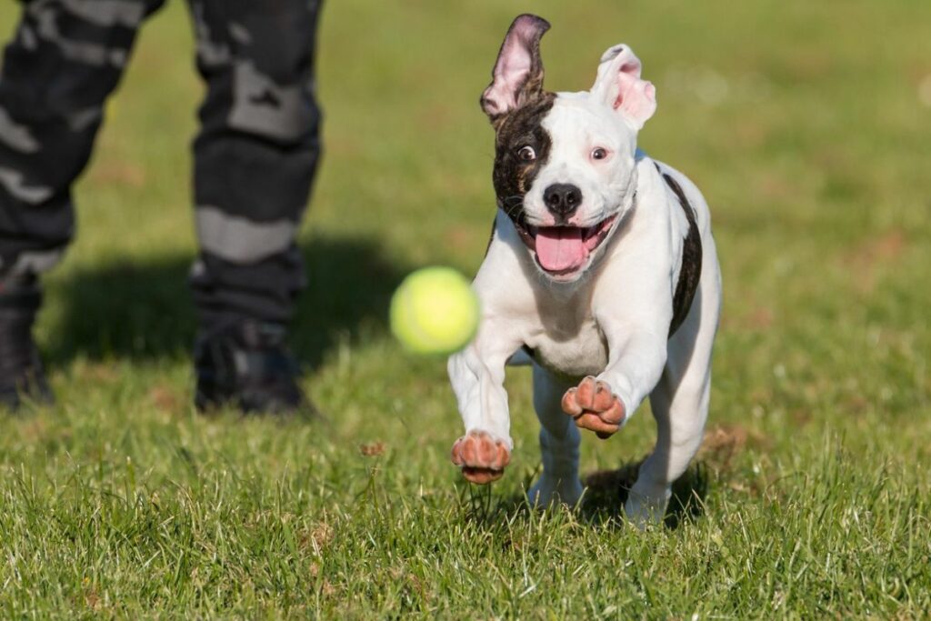 est un bouledogue américain identique à un pitbull (1)