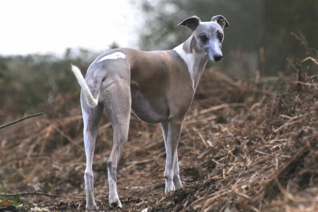 whippet italien