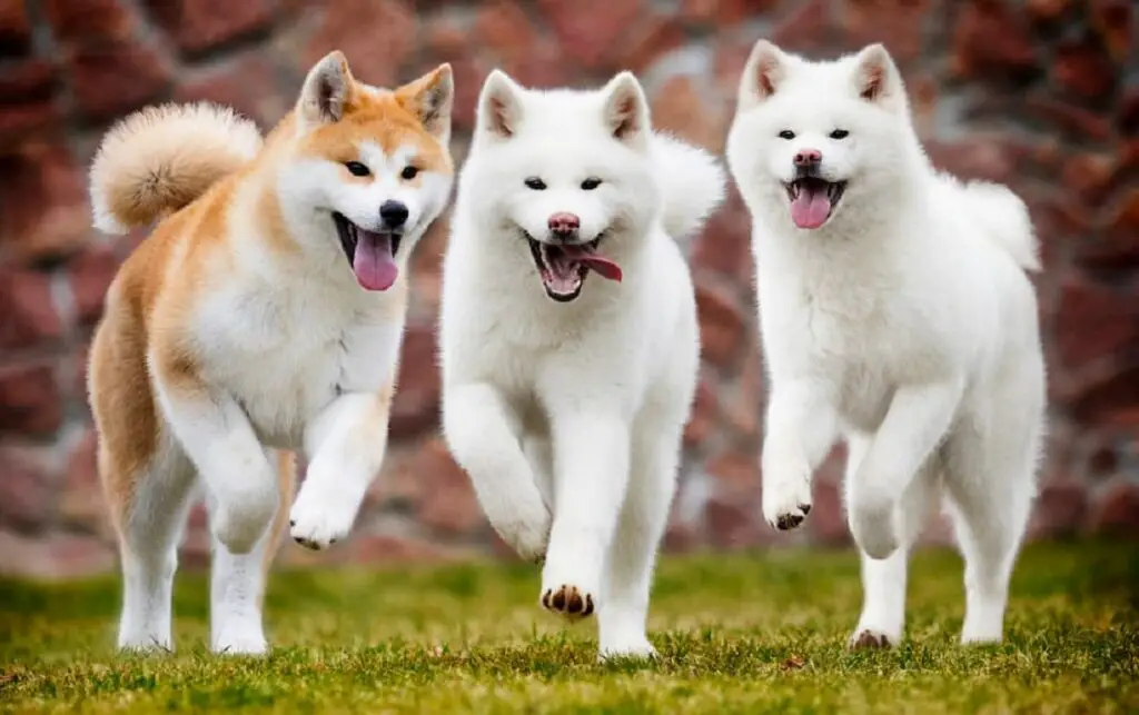 races de chiens japonais
