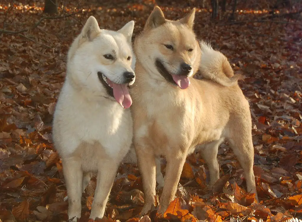 chien japonais
