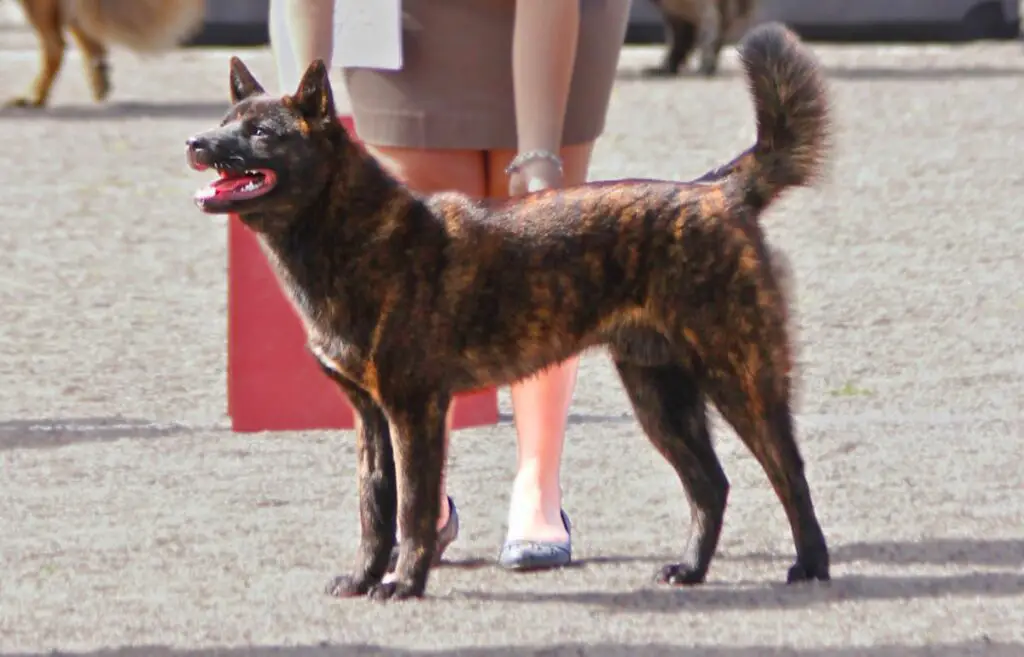 races de chiens japonais
