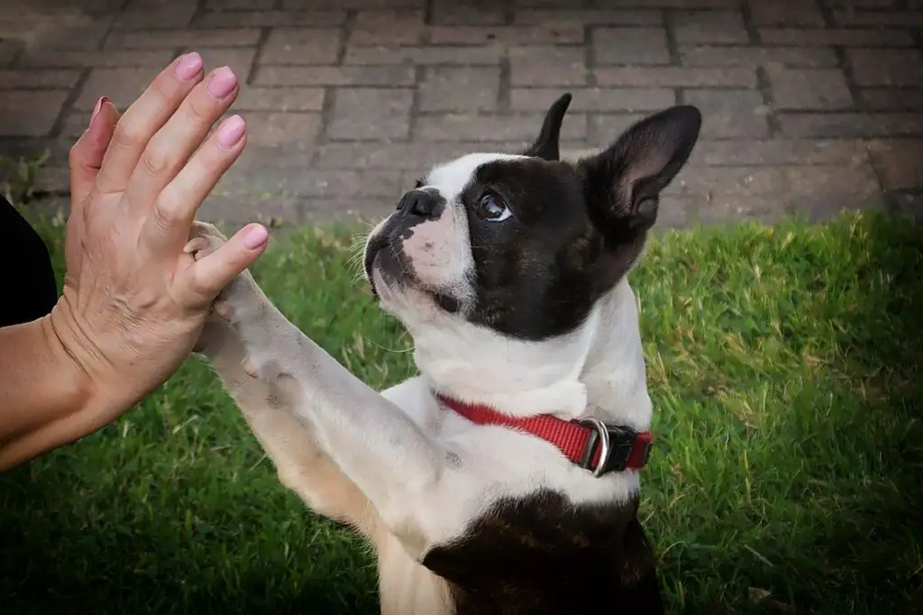 races de chiens les plus gentilles
