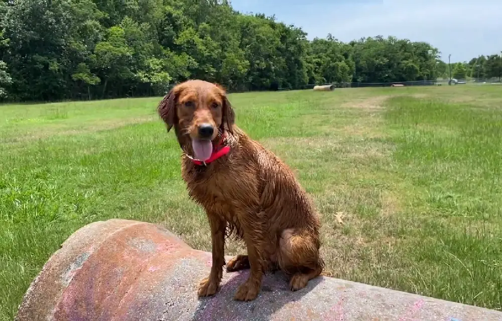 sortes de golden retrievers
