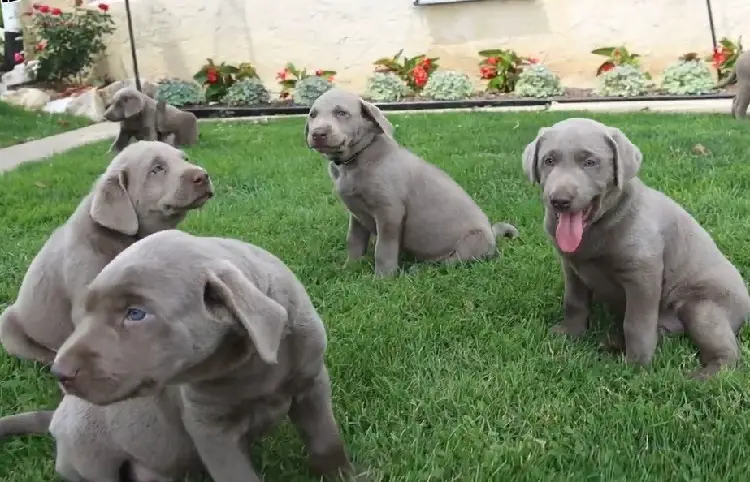 Labrador argenté