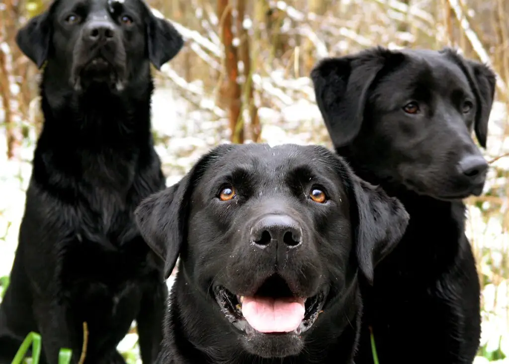 races de labrador