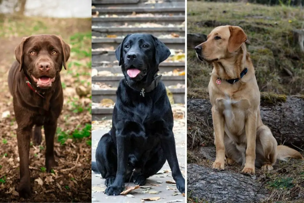 labrador différents manteaux