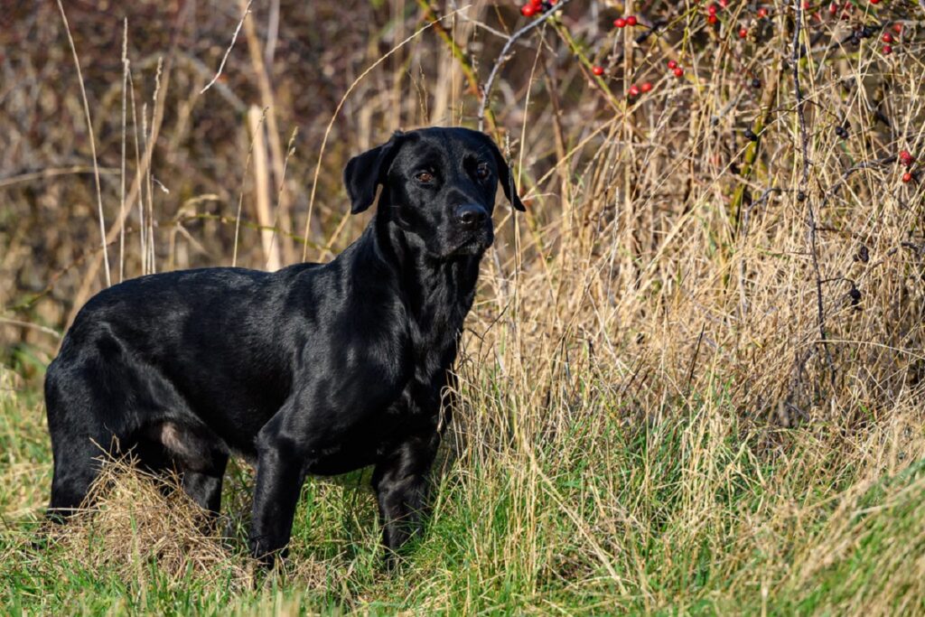 chien de laboratoire