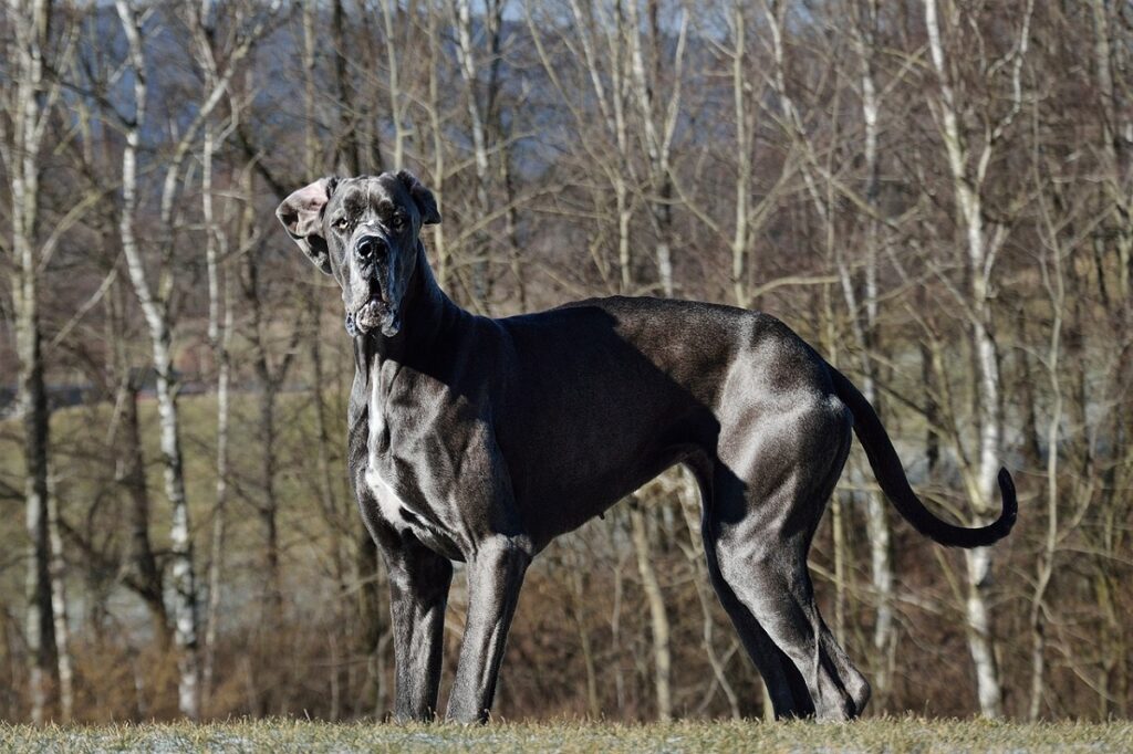 grande race de chien bleu