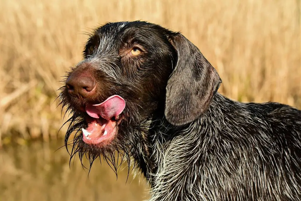 gros chiens qui ne muent pas beaucoup
