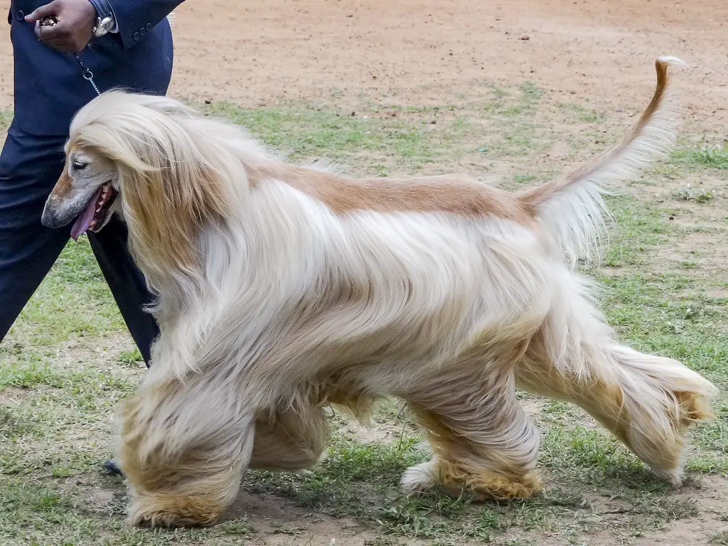 gros chiens qui ne muent pas
