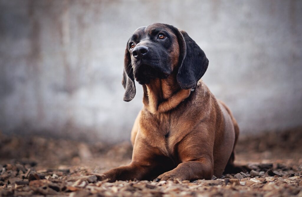 grandes races de chiens