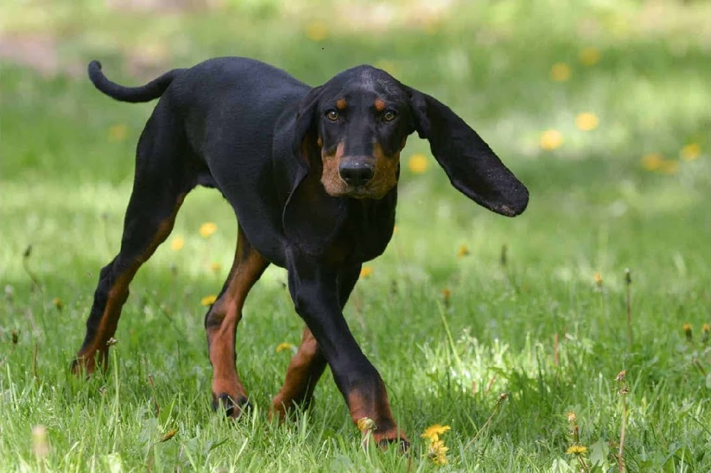 grandes races de chiens de chasse