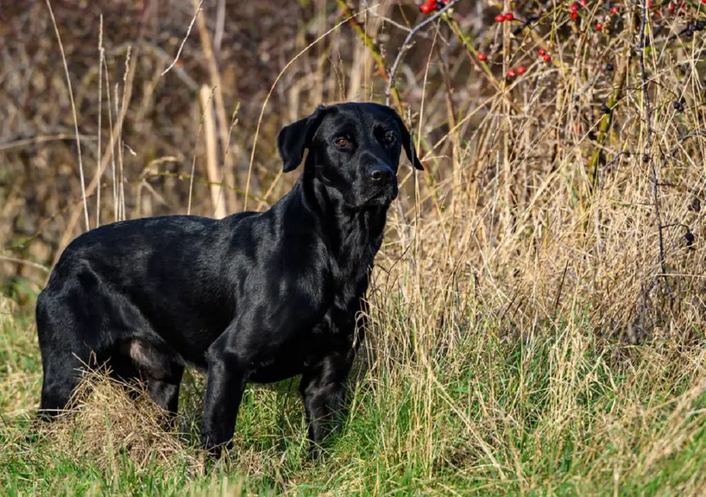 grandes races de chiens de chasse
