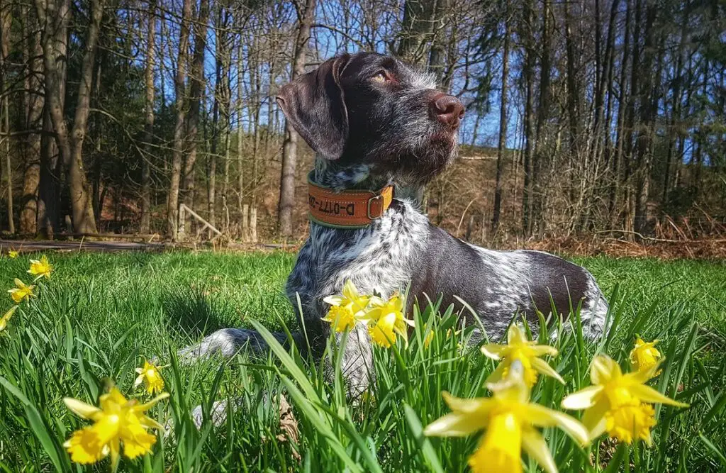 grands chiens de chasse