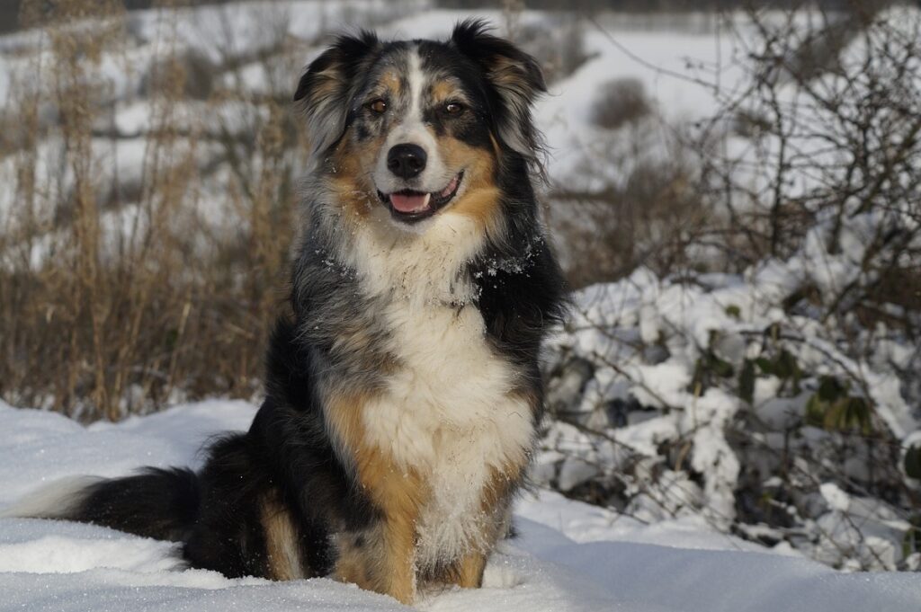 races de chiens de grande taille
