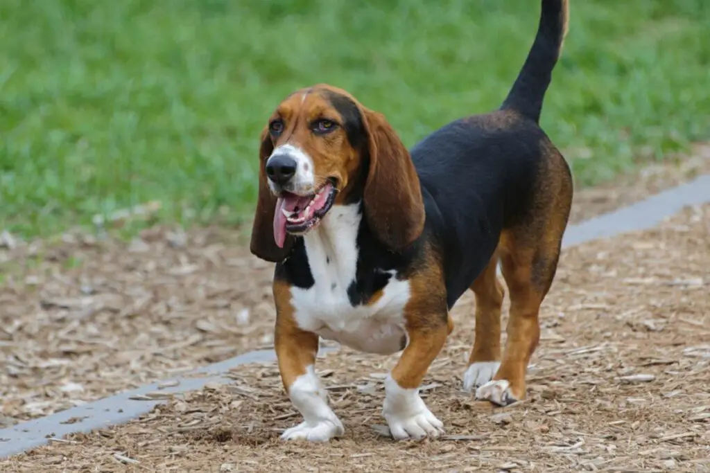 races de chiens