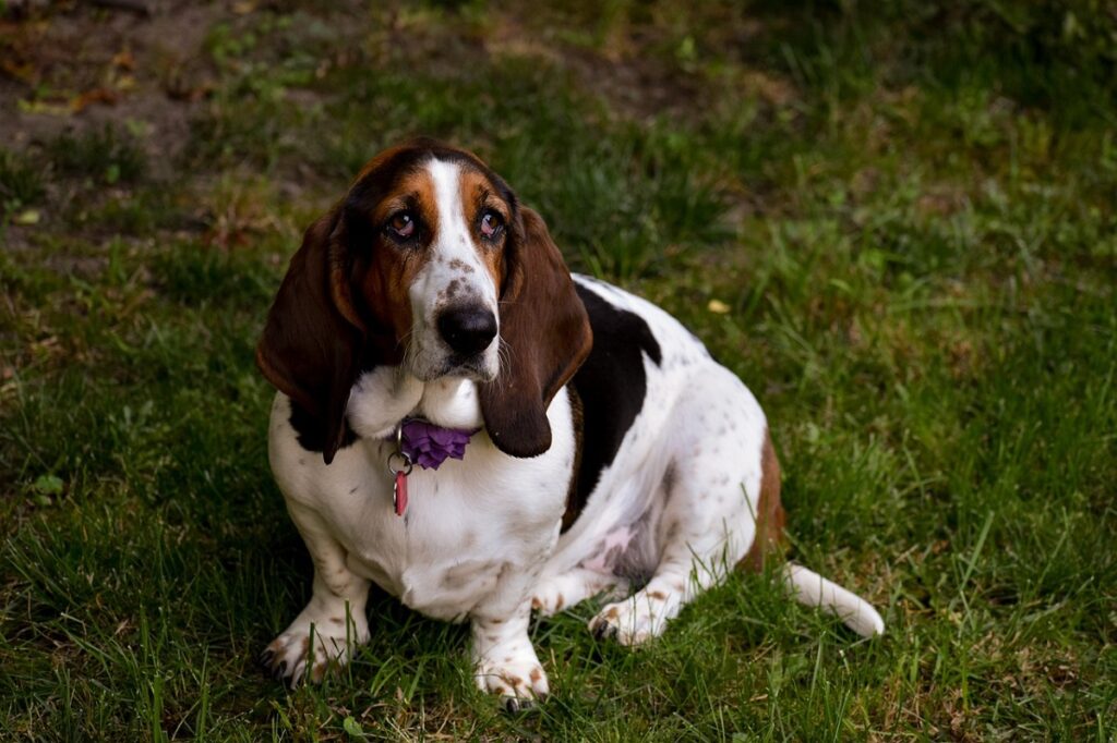 chiens paresseux de taille moyenne
