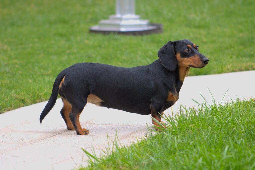 chien qui nécessite moins d'entretien
