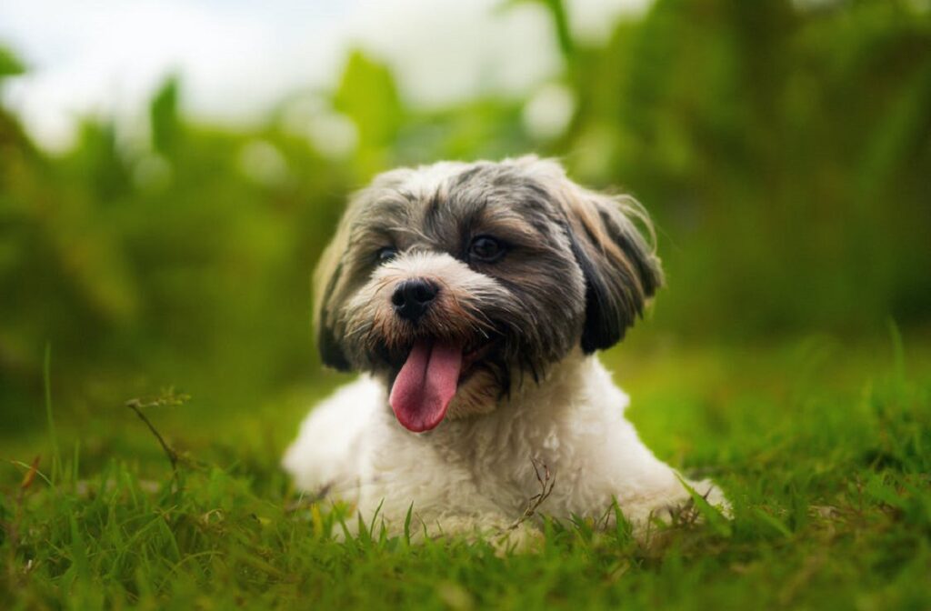 races de chiens hypoallergéniques 