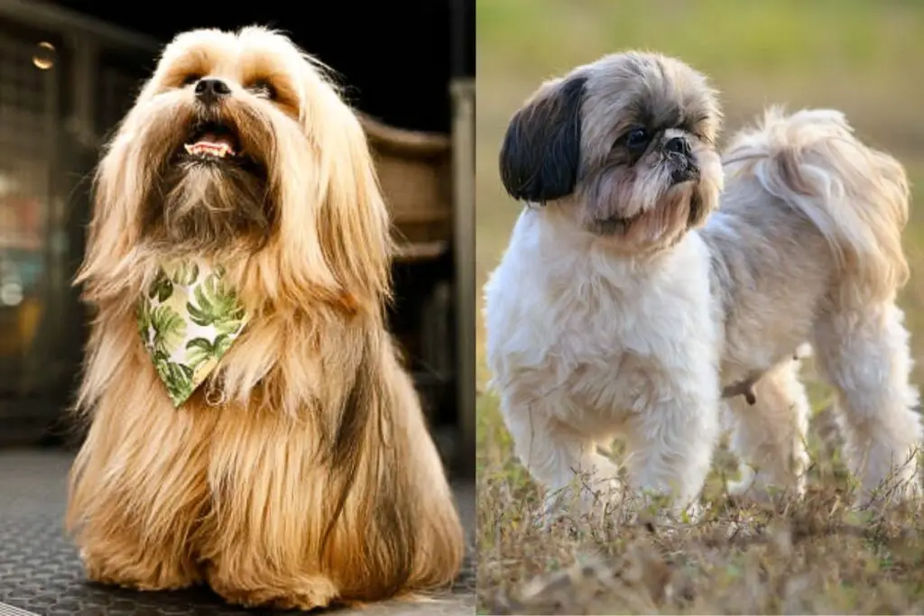 lhassa apso shih tzu