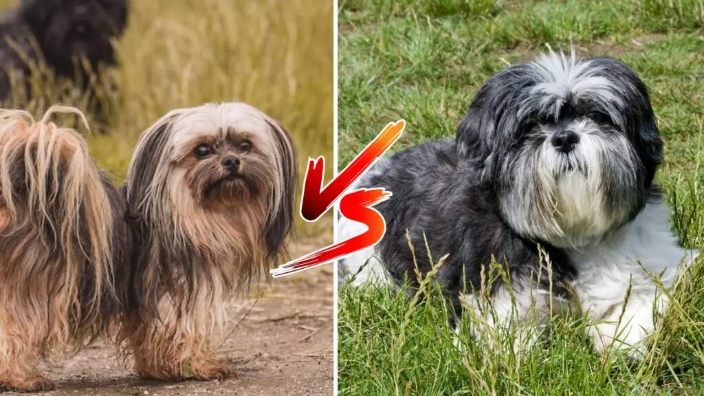 lhasa apso vs shih tzu 1