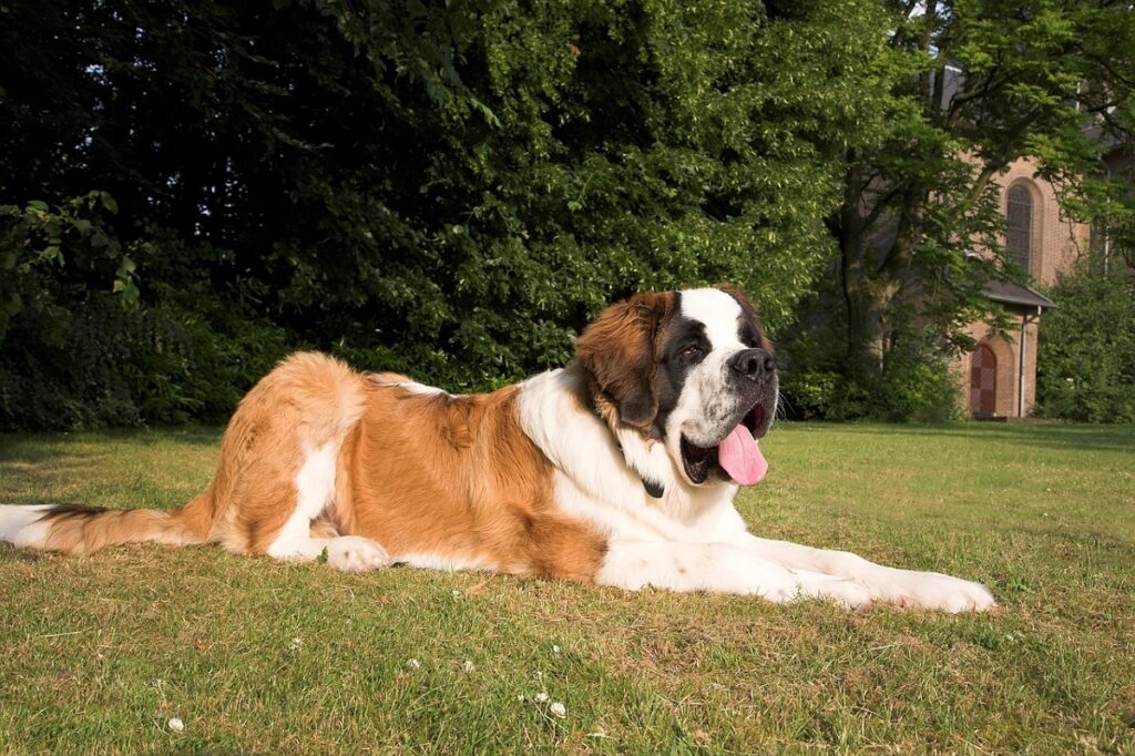 races de chiens longues
