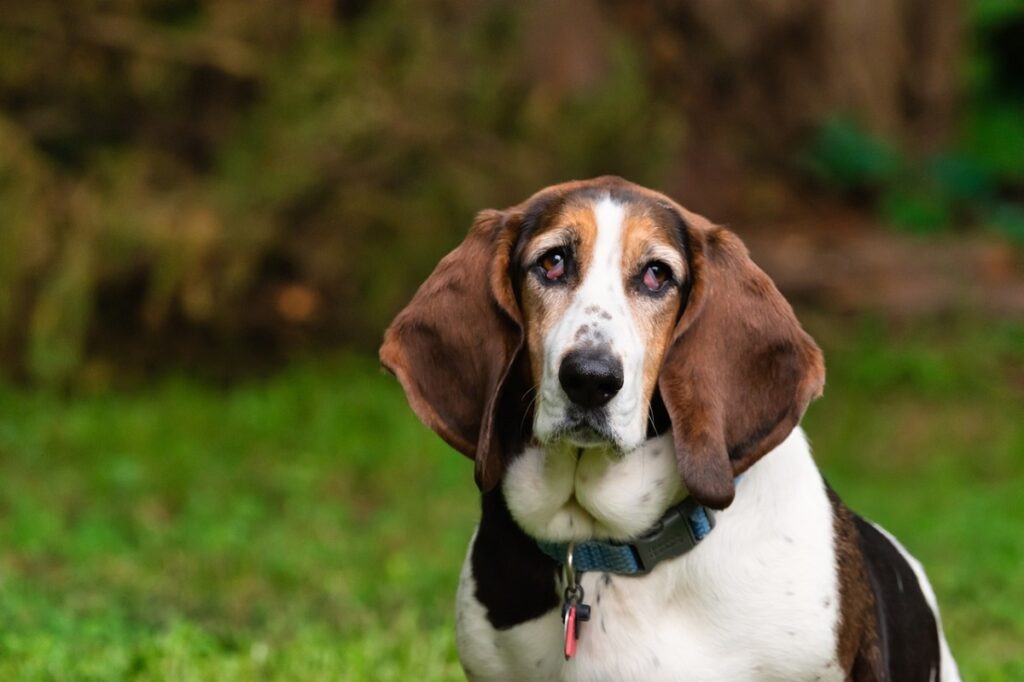 chien aux longues oreilles
