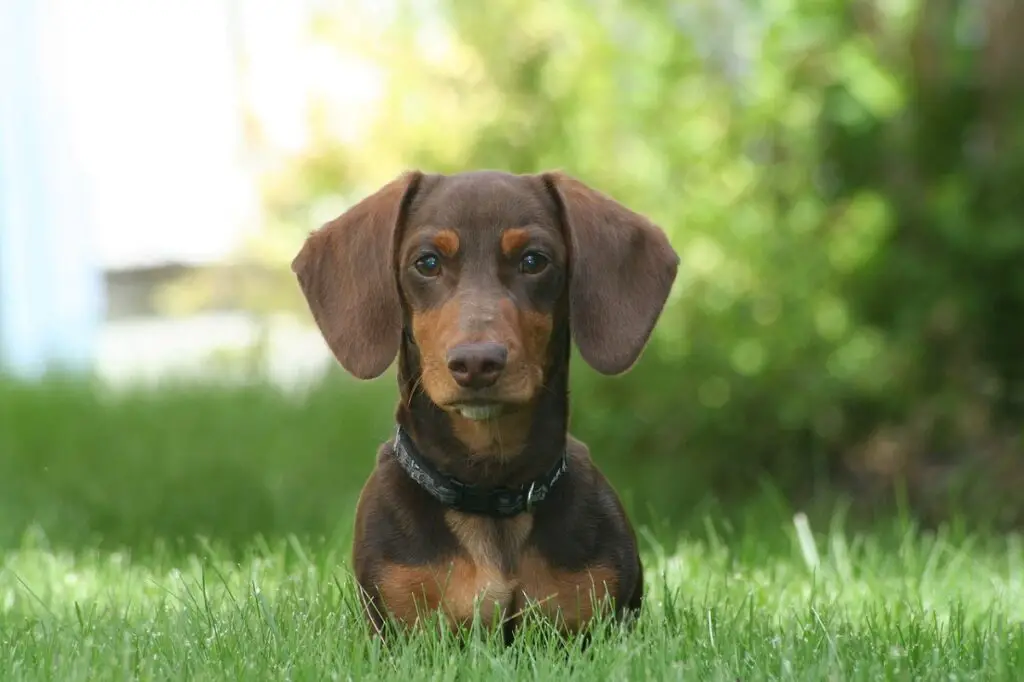 chiens à longues oreilles
