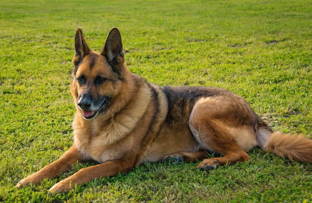 chien aux longues oreilles
