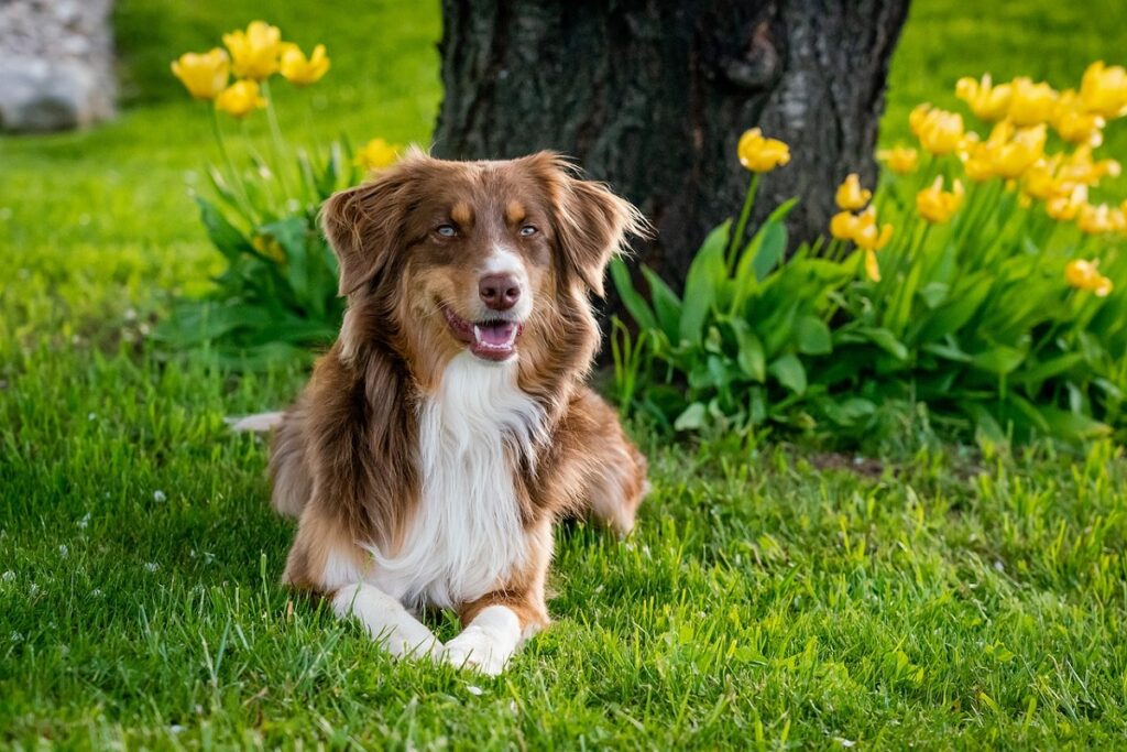 chien brun poil long
