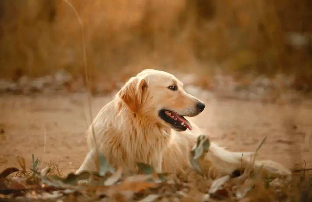 golden retriever poil long
