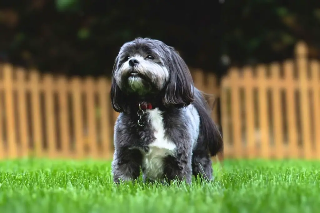 chiens de garde à faible énergie