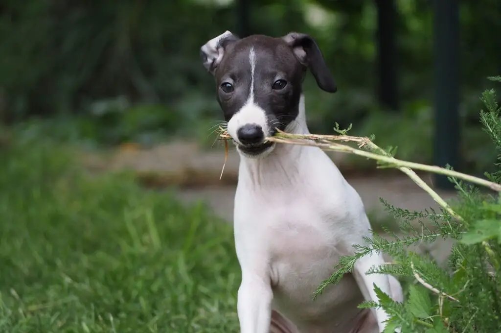 chien qui fait peu d'exercice
