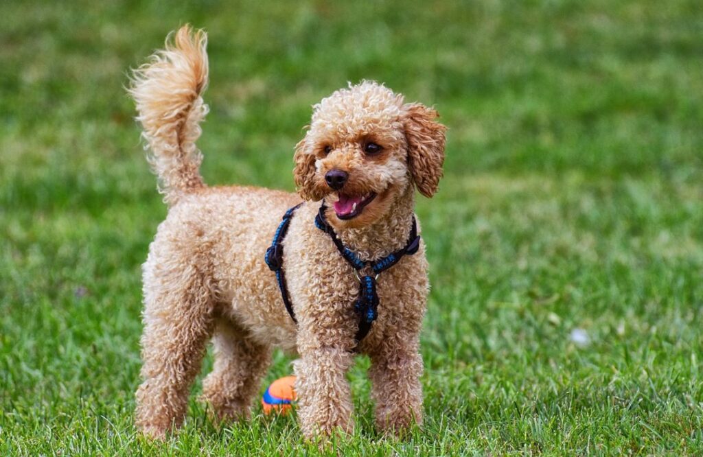 races de chiens nécessitant peu d'entretien