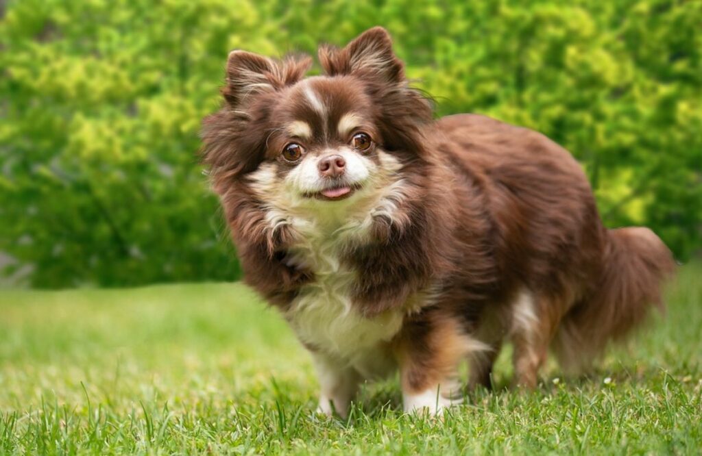 chiens nécessitant peu d'entretien
