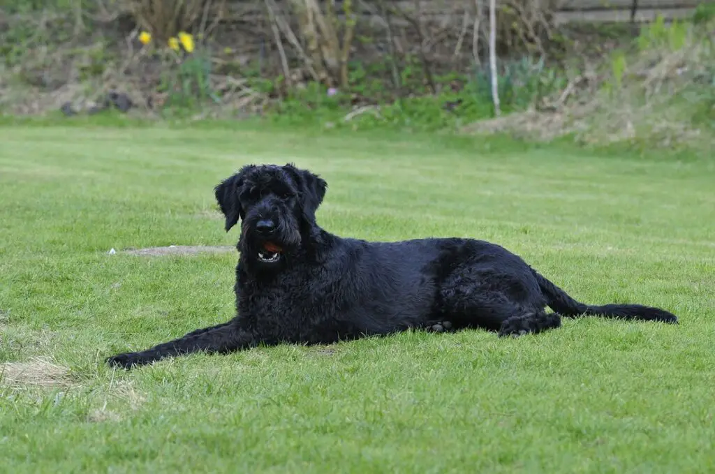 grands chiens à faible mue
