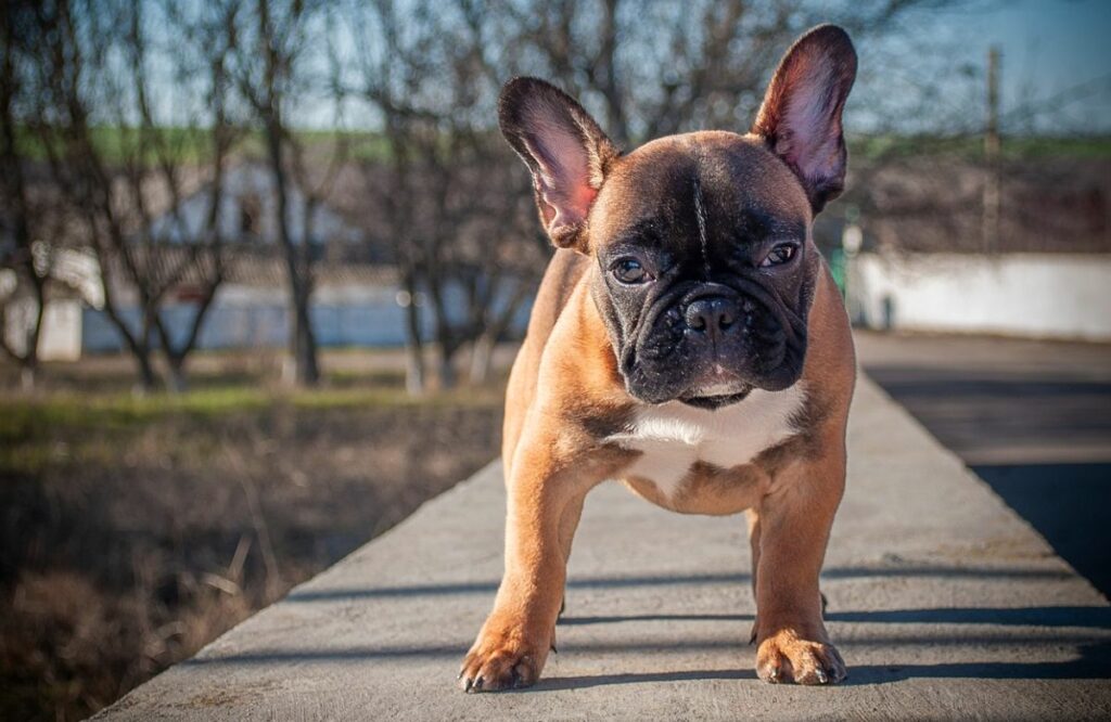 chiens nécessitant le moins d'entretien
