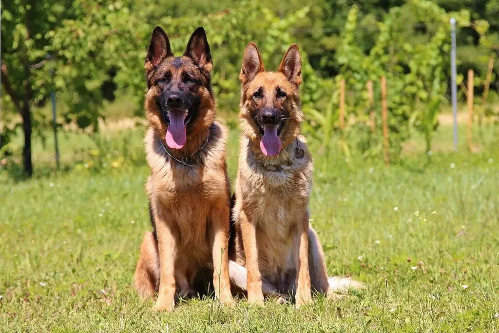 races de chiens fidèles
