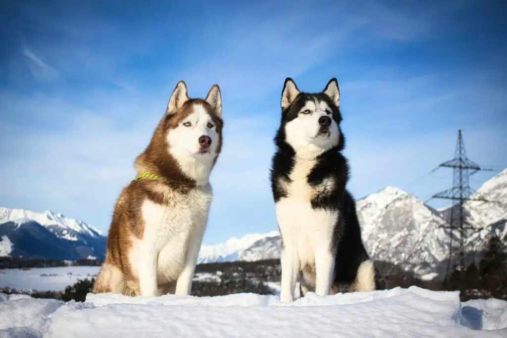 husky malamute