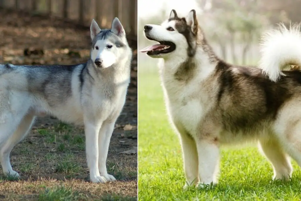 malamute contre husky