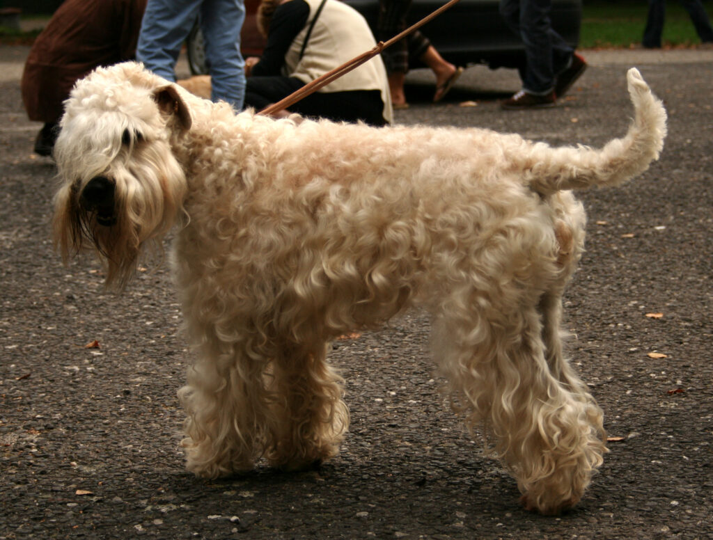 races de chiens moyennement moelleuses
