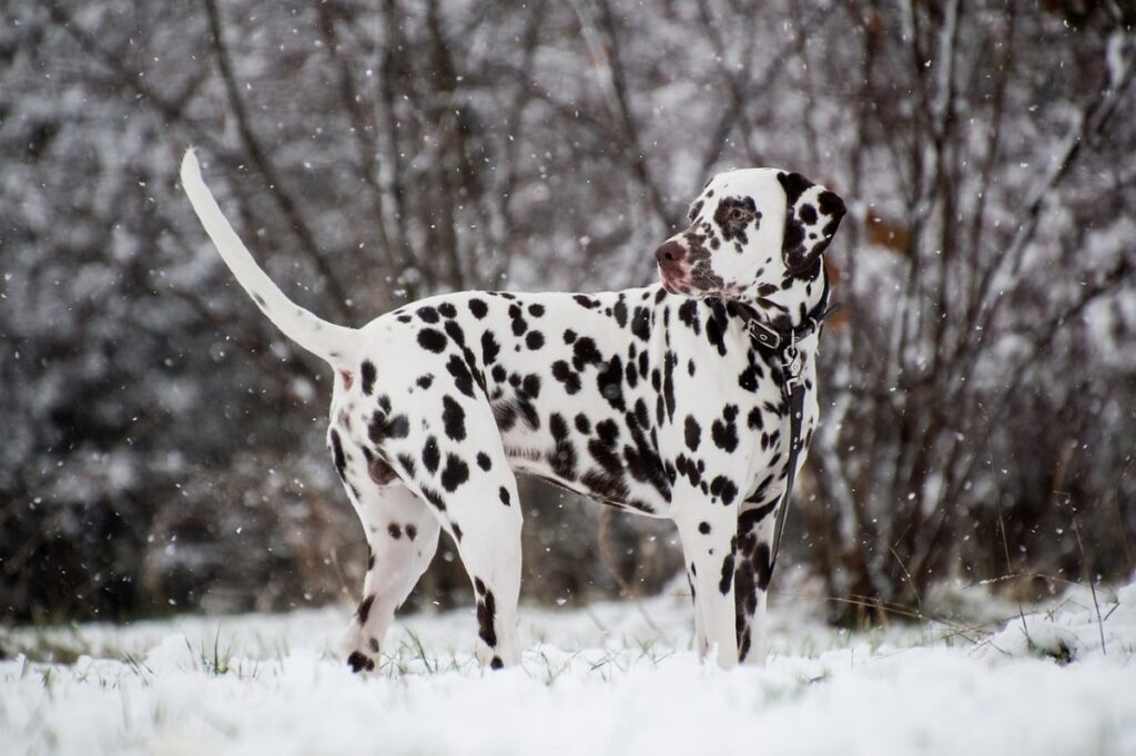 races de chiens de taille moyenne à grande
