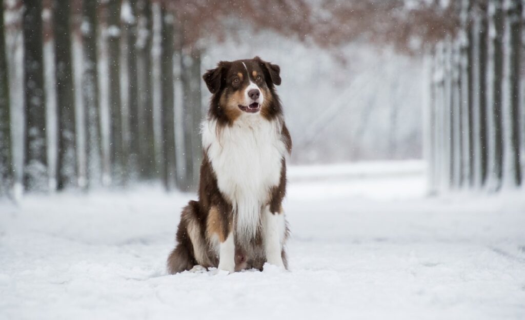 races de chiens de taille moyenne
