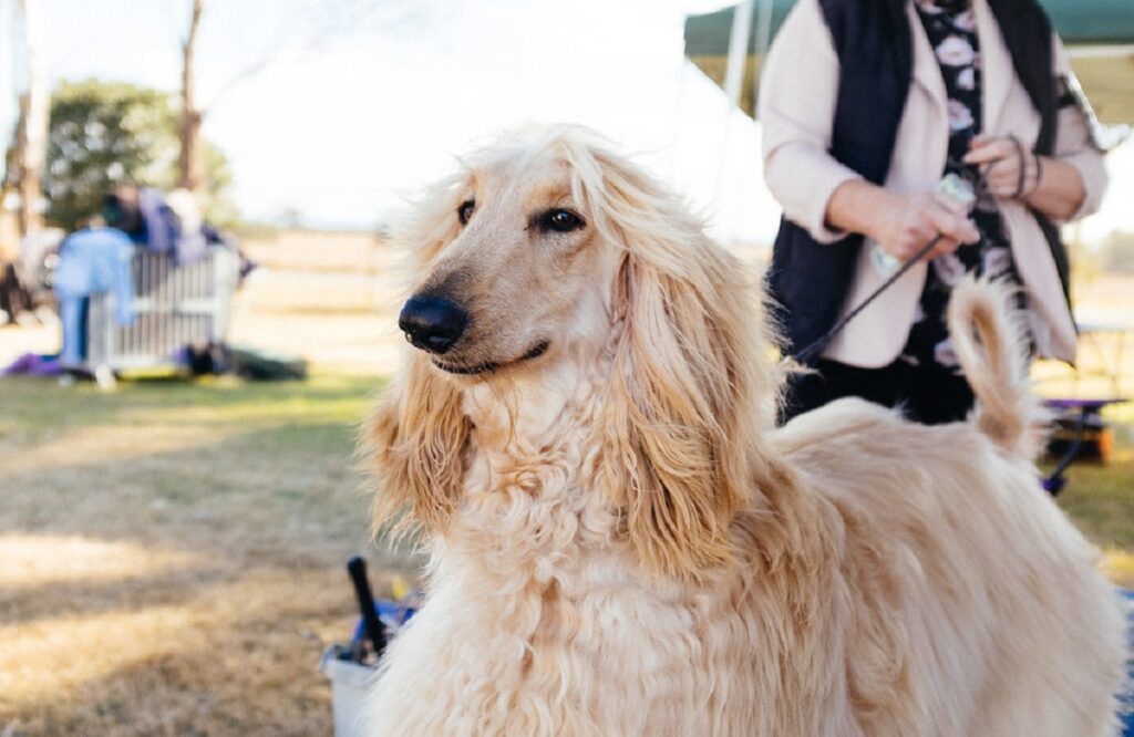 chiens de taille moyenne
