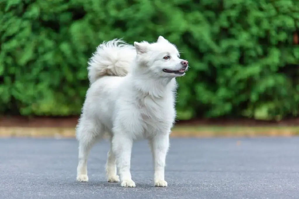 chiens blancs de taille moyenne
